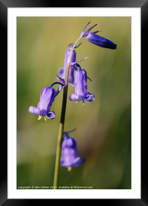 bluebell in the woods Framed Mounted Print by Ben Delves