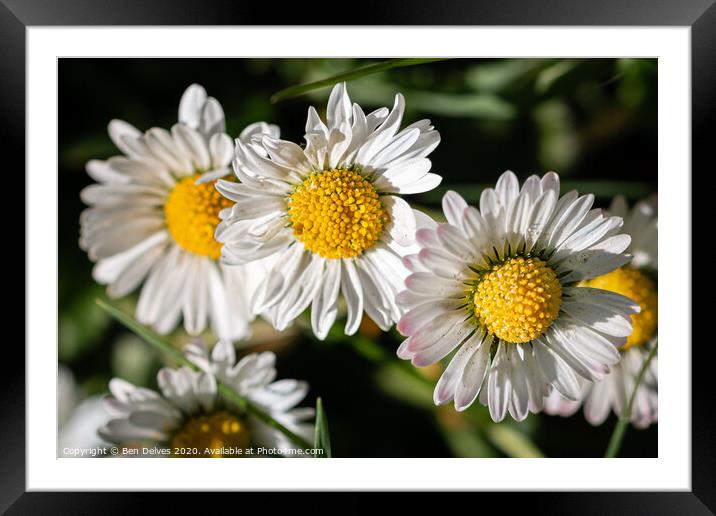 Plant flower Framed Mounted Print by Ben Delves