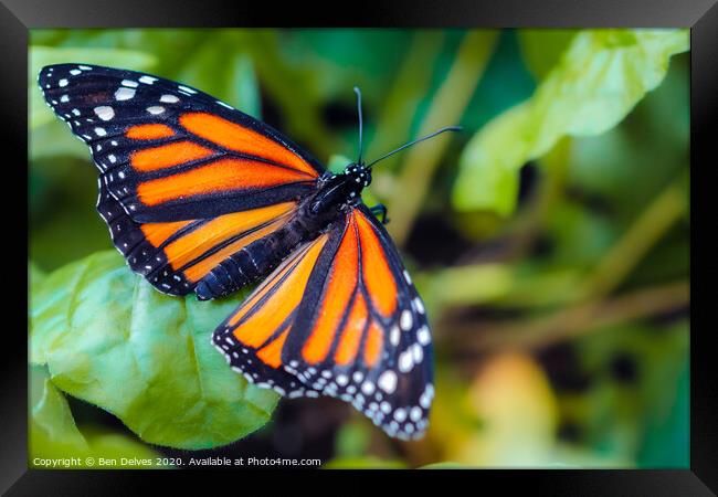 Vibrant Pollinator Framed Print by Ben Delves