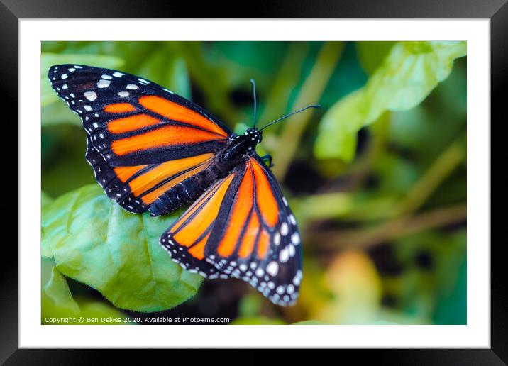 Vibrant Pollinator Framed Mounted Print by Ben Delves