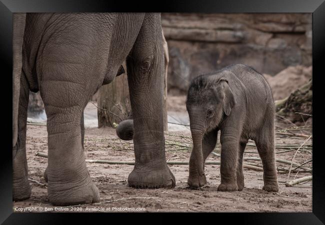 Majestic Baby Elephant in the Wild Framed Print by Ben Delves