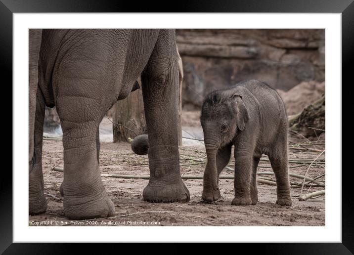 Majestic Baby Elephant in the Wild Framed Mounted Print by Ben Delves