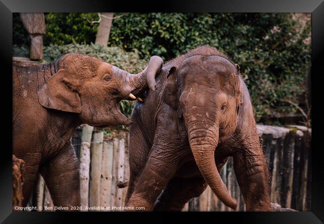 Playful Family of Endangered Elephants Framed Print by Ben Delves