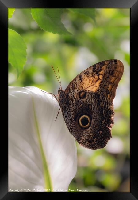 Majestic Owl Butterfly Framed Print by Ben Delves