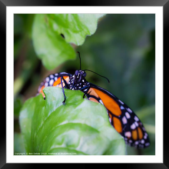 Beauty in the Shadows Framed Mounted Print by Ben Delves