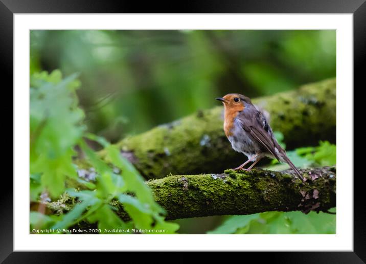 A small bird perched on a tree branch Framed Mounted Print by Ben Delves