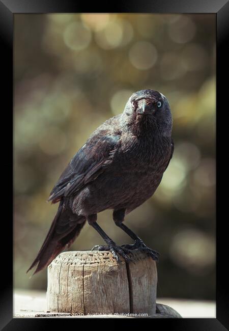 Intense Stare from Wild Crow Framed Print by Ben Delves