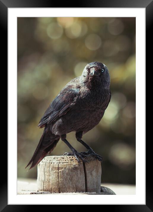 Intense Stare from Wild Crow Framed Mounted Print by Ben Delves