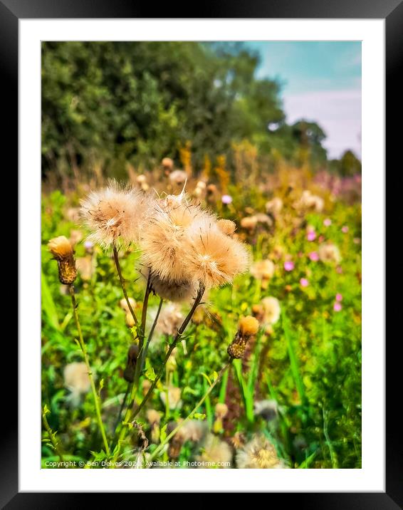 A close up of a flower field Framed Mounted Print by Ben Delves