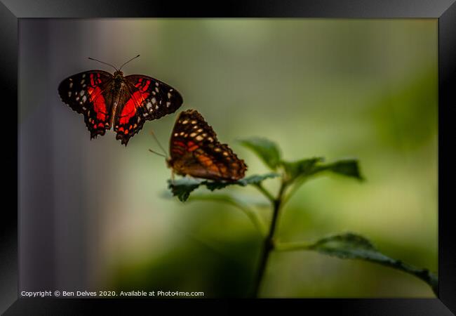 Butterfly courtship Framed Print by Ben Delves