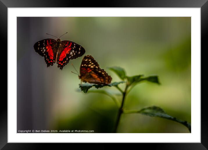 Butterfly courtship Framed Mounted Print by Ben Delves