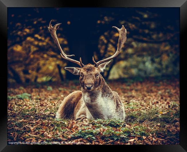 Majestic Stag Amidst Autumnal Leaves Framed Print by Ben Delves