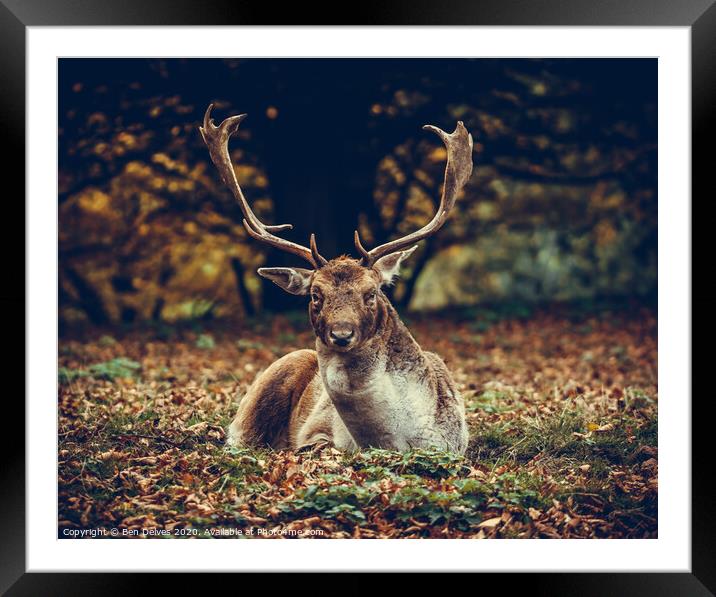 Majestic Stag Amidst Autumnal Leaves Framed Mounted Print by Ben Delves