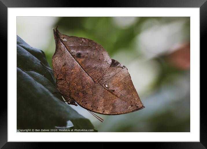 The Wonder of Butterfly Adaptation Framed Mounted Print by Ben Delves