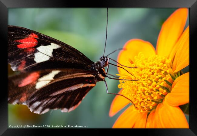 Elegant Postman Butterfly on Orange Blossom Framed Print by Ben Delves