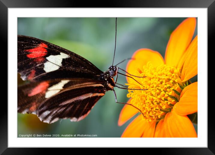Elegant Postman Butterfly on Orange Blossom Framed Mounted Print by Ben Delves