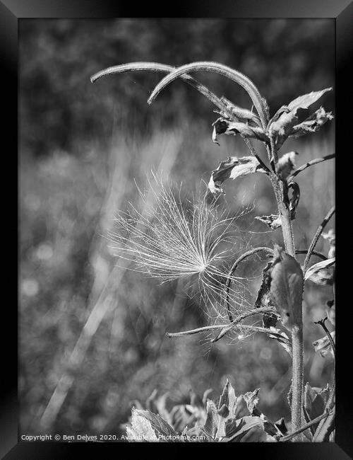 A dandelion seed clock caught on a plant in black  Framed Print by Ben Delves