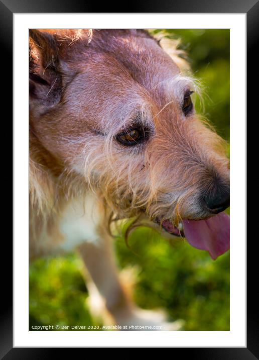 Enchanting Canine Gaze Framed Mounted Print by Ben Delves