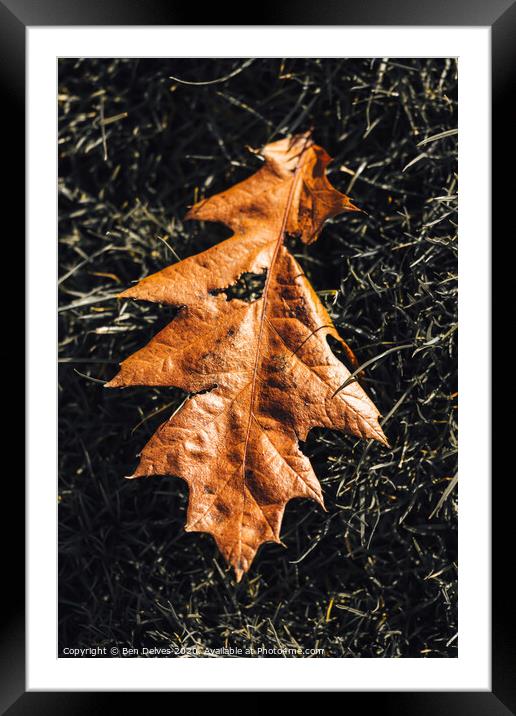 leaf on the grass Framed Mounted Print by Ben Delves