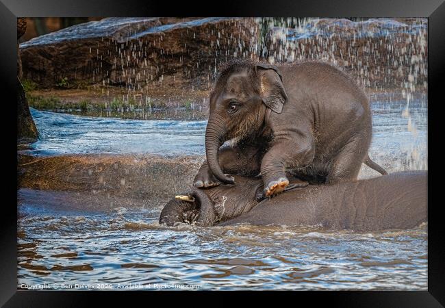 Elephant playing in the water Framed Print by Ben Delves