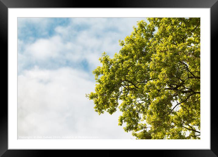 Green tree branches against a blue cloudy sky Framed Mounted Print by Ben Delves