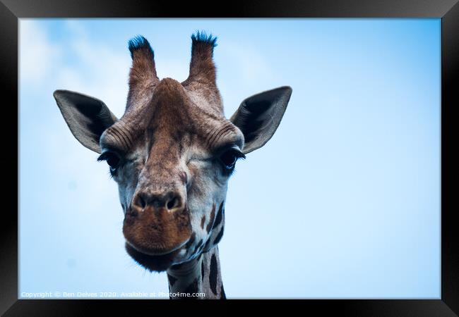 Why the long neck? Framed Print by Ben Delves