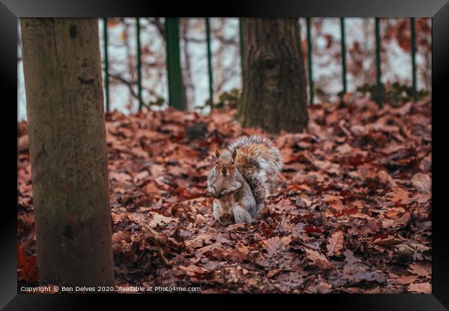 A squirrel standing amongst the leaves Framed Print by Ben Delves