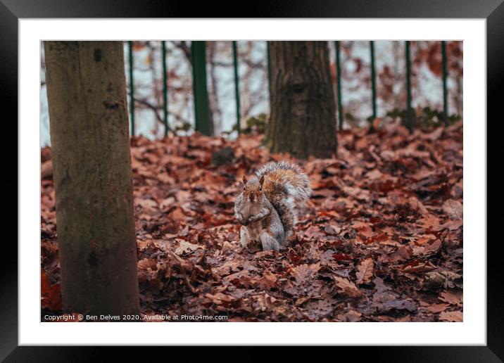 A squirrel standing amongst the leaves Framed Mounted Print by Ben Delves
