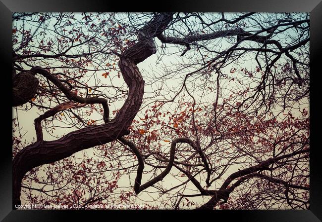 Branches and sky Framed Print by Ben Delves