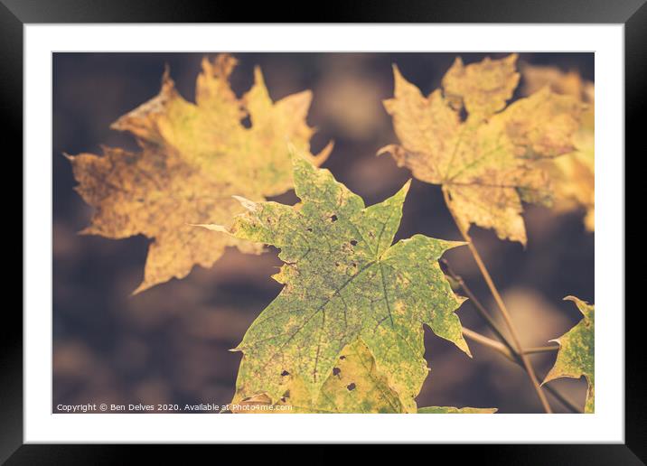 Leaves in the wood Framed Mounted Print by Ben Delves