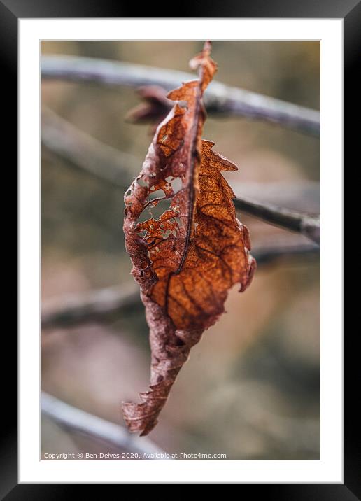 A Dying Leaf's Final Glimpse Framed Mounted Print by Ben Delves