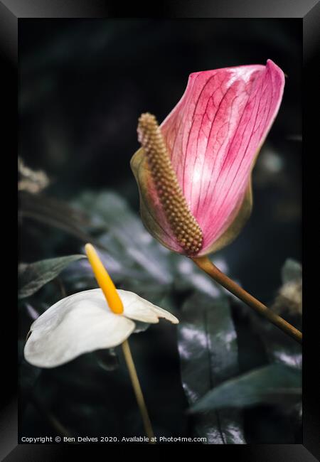 Vibrant Tropical Flower Macro Framed Print by Ben Delves