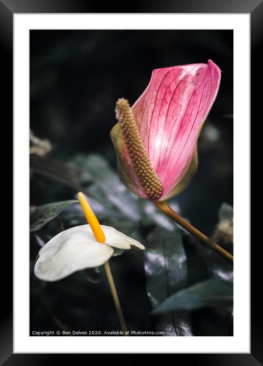 Vibrant Tropical Flower Macro Framed Mounted Print by Ben Delves