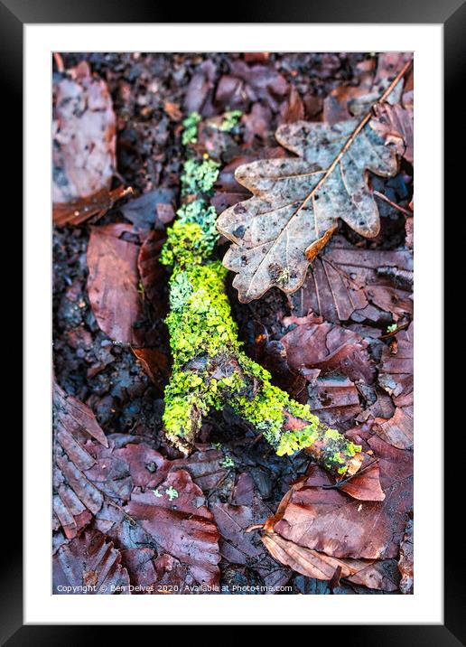 Mossy twig Framed Mounted Print by Ben Delves
