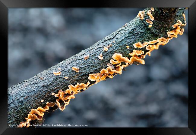 Diagonal Fungi #2 Framed Print by Ben Delves