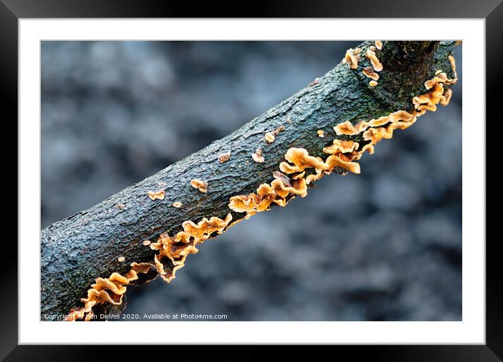 Diagonal Fungi #2 Framed Mounted Print by Ben Delves