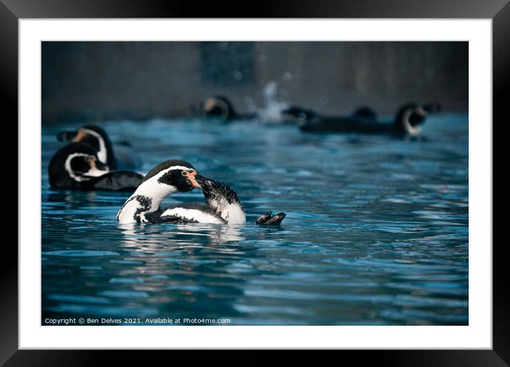 Bath time Framed Mounted Print by Ben Delves