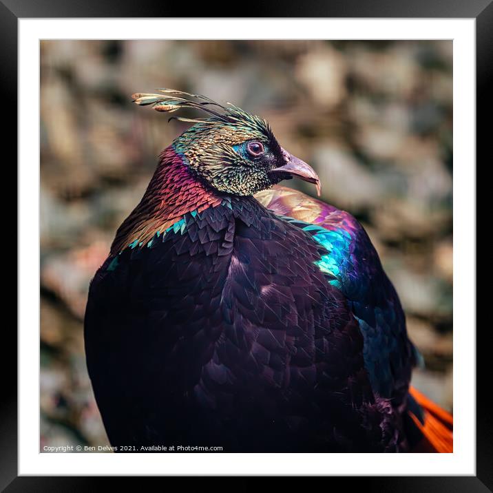 Vibrant Himalayan Monal Framed Mounted Print by Ben Delves