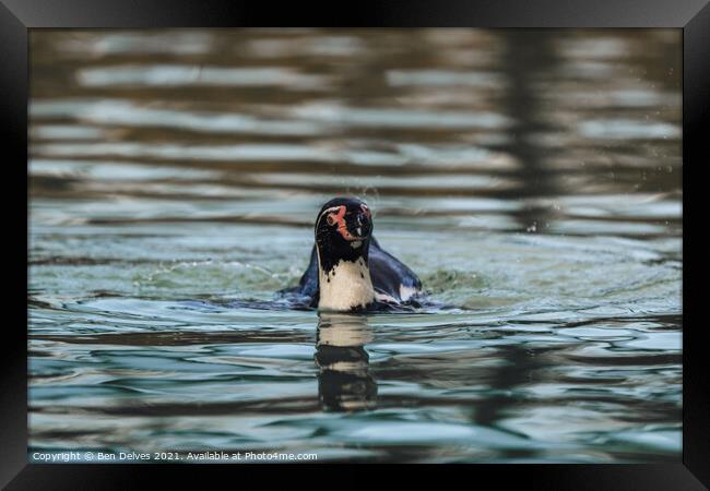 Head above the water Framed Print by Ben Delves