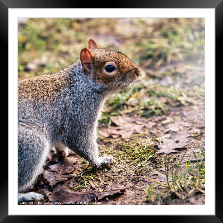 Bold and Curious Squirrel Framed Mounted Print by Ben Delves