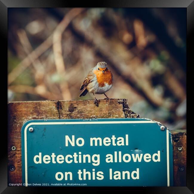 Contrasting Colours: A Bossy Robin Perched on a Me Framed Print by Ben Delves