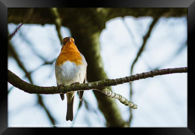 Robin on a branch Framed Print by Ben Delves