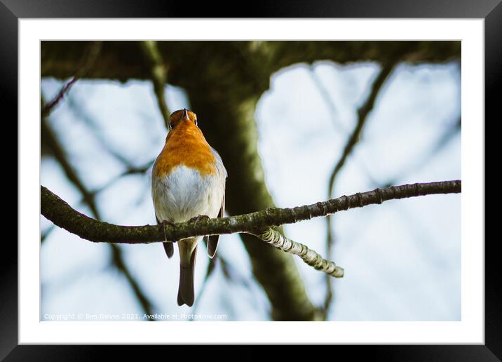 Robin on a branch Framed Mounted Print by Ben Delves