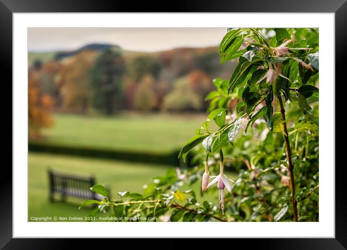 Fuchsia Bliss at Abbotsford House Framed Mounted Print by Ben Delves