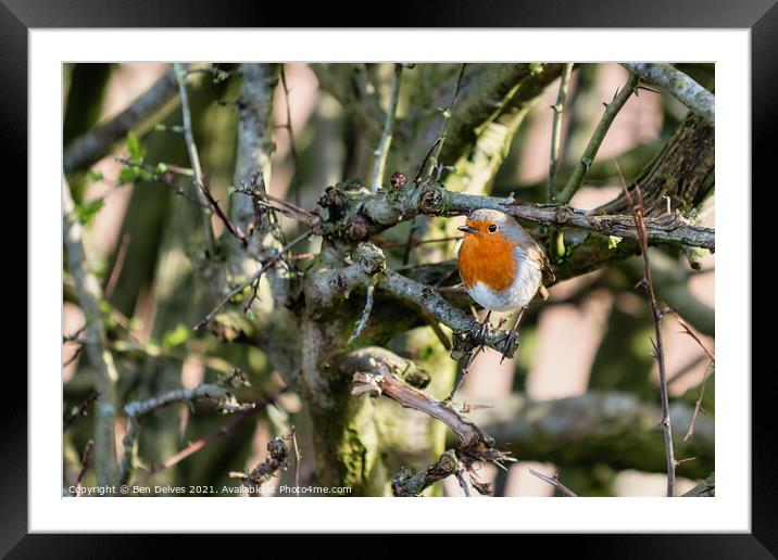 Robin in the hedge Framed Mounted Print by Ben Delves