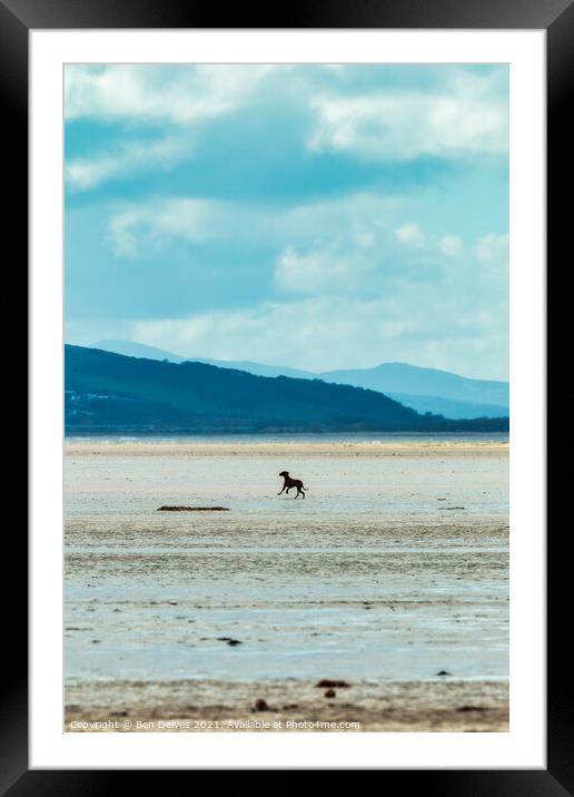 Serene Canine on Wirral's Sunny Shoreline Framed Mounted Print by Ben Delves
