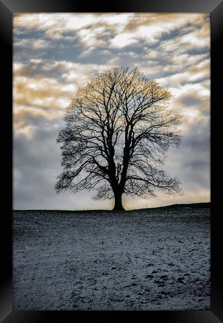 Lone tree Framed Print by bernard johnson