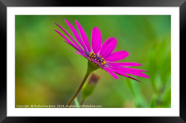 Pink with an attitude Framed Mounted Print by Madhurima Ranu