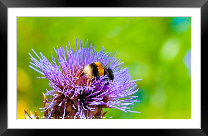 To bee or not to bee Framed Mounted Print by Madhurima Ranu