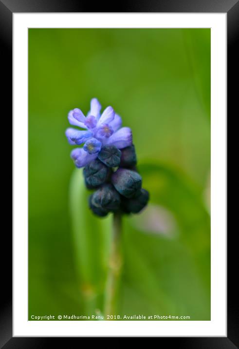 Shades of bloom Framed Mounted Print by Madhurima Ranu